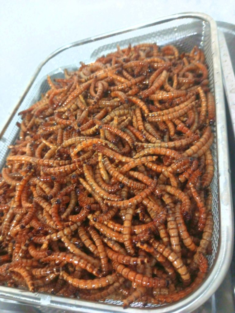 Cooked superworm snack prepared as an alternative protein food