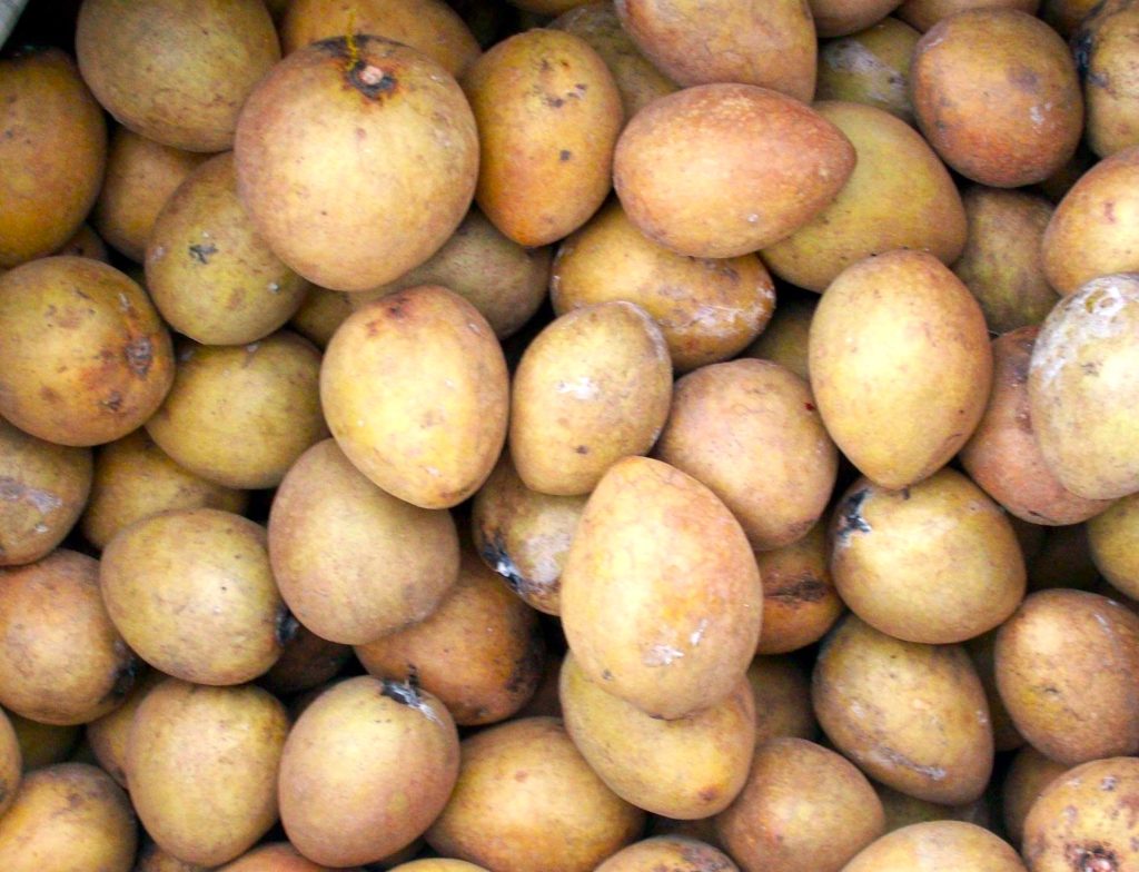 Chico fruit (sapodilla) whole ripe tropical fruits in the Philippines