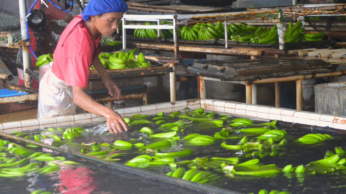 Banana cleaning and processing for export in the Philippines