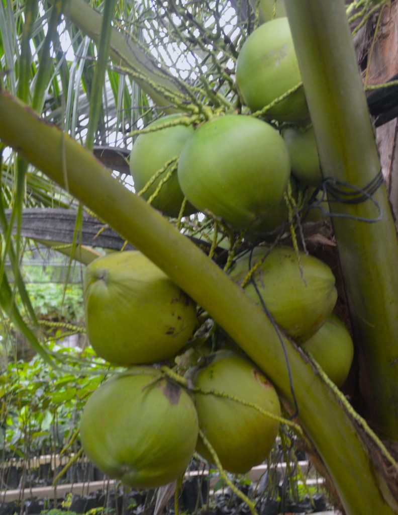 Fresh coconut bunch growing on a coconut tree in the Philippines