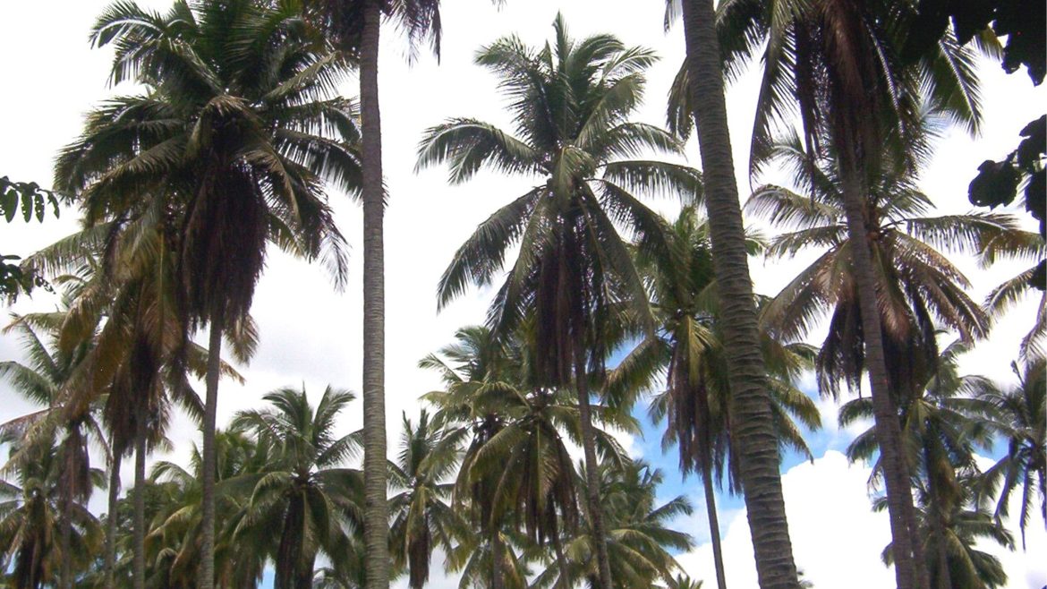 Coconut crop plantation supplying coconuts for virgin coconut oil and Alzheimer’s disease research