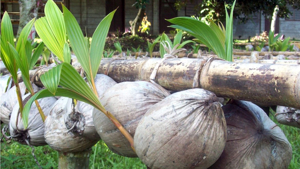 Coconut seedlings prepared for planting in coconut farms in the Philippines