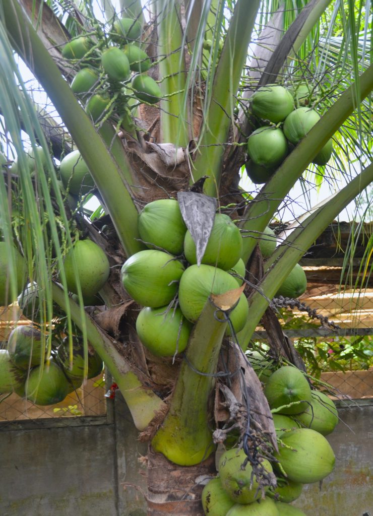 Coconut tree in the Philippines producing green coconuts for the coconut industry