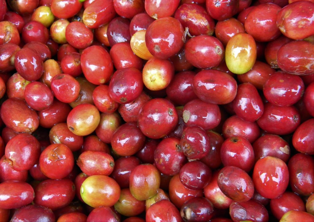 Fresh red coffee berries harvested from Philippine coffee farms