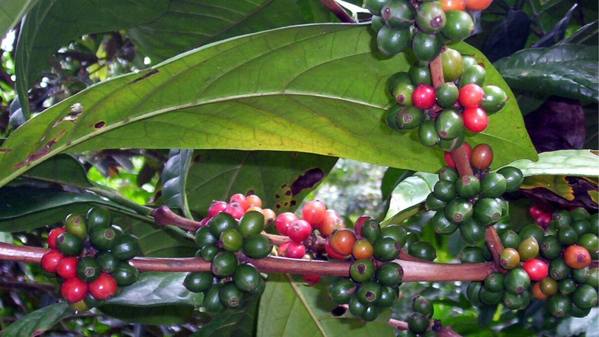 Coffee plant with green and red cherries grown in Philippine farms