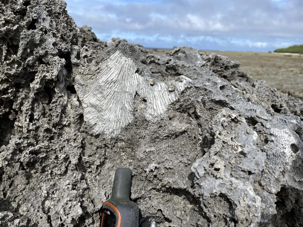 Coral component of a large coastal boulder analyzed for coastal hazards prediction and extreme wave events