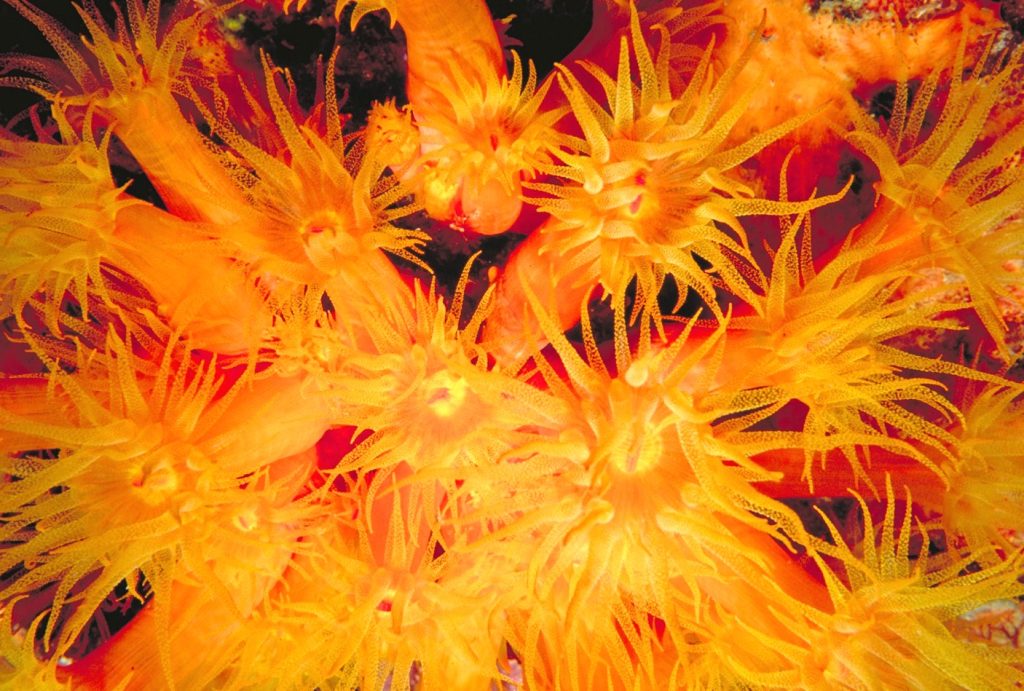 Close-up of coral polyps that form the living foundation of coral reefs