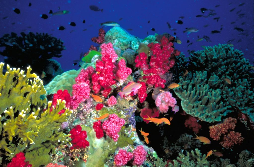 A healthy coral reef ecosystem filled with colorful corals and diverse marine species