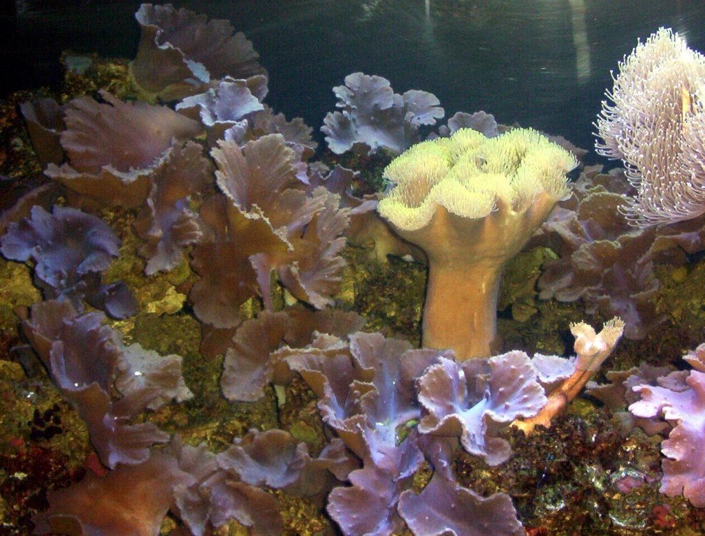 Coral reefs showing marine biodiversity affected by coastal ecosystem degradation