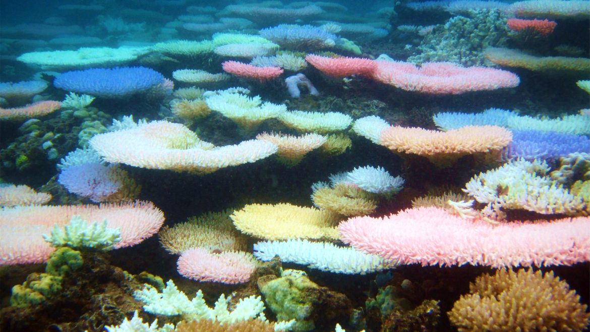 Corals under stress caused by rising sea temperatures and environmental changes