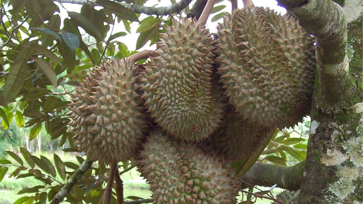 Durian fruit hanging on a tree in a tropical farm