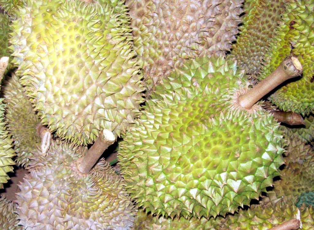 Fresh durian fruit with a spiky shell harvested in Southeast Asia