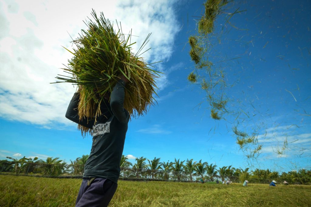 Farmer harvesting golden rice plants for seed production