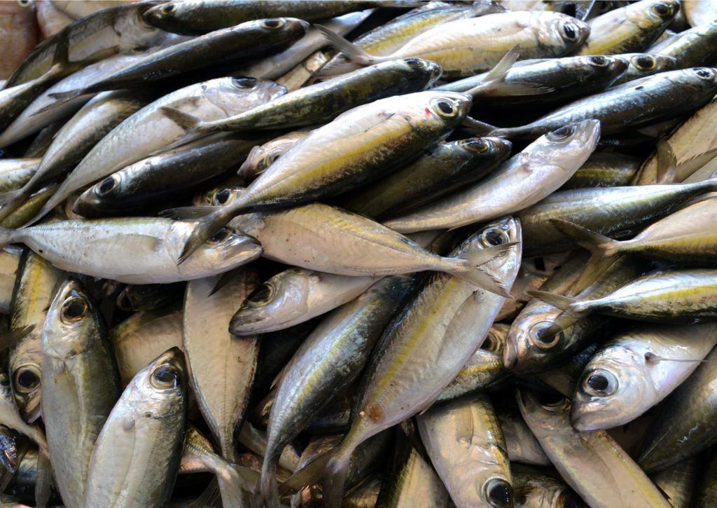 A group of fish that depend on coral reefs for habitat and food