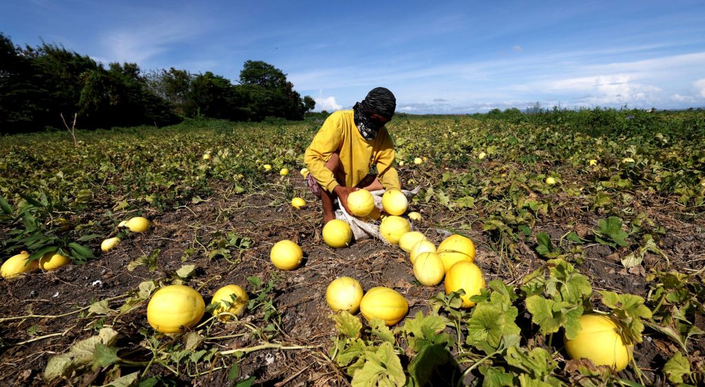 Farmer harvesting ripe golden melons in an open field in the Philippines.