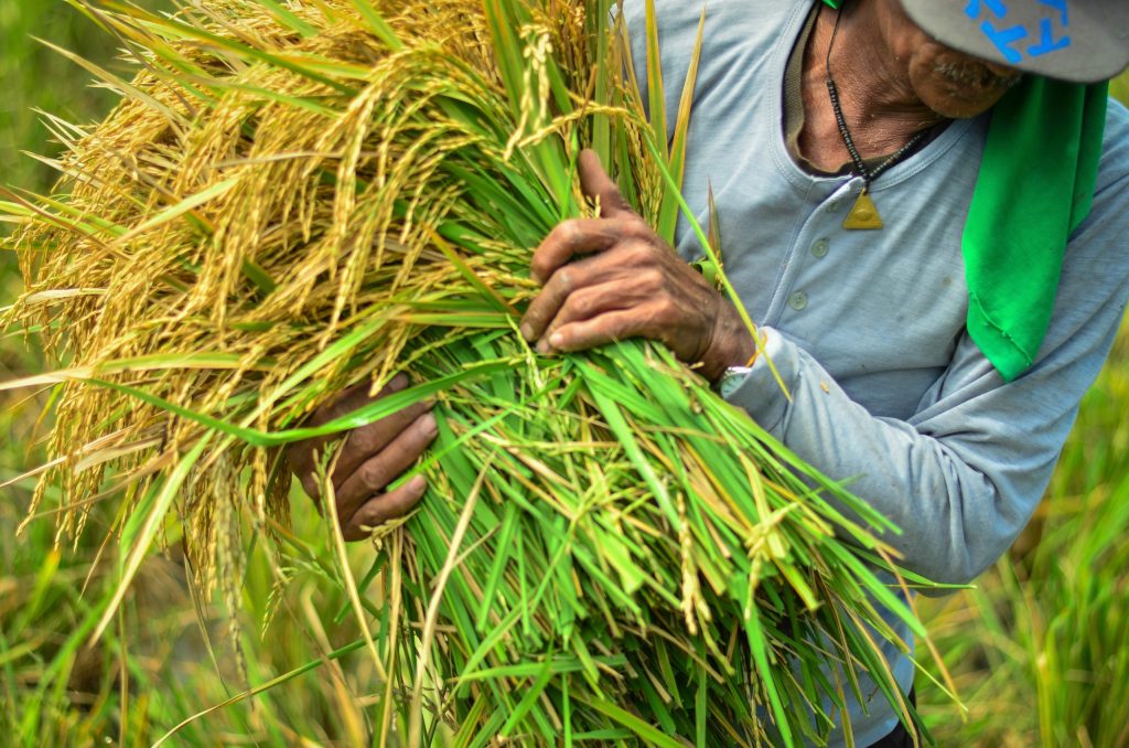 Harvested golden rice held by a farmer