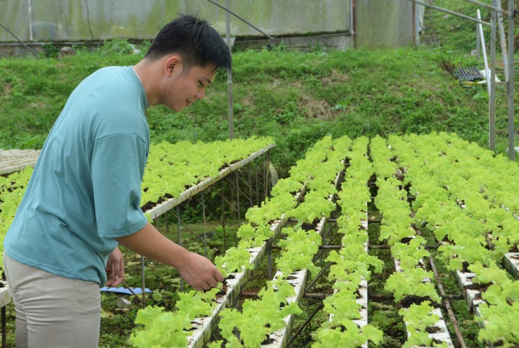 Farmer growing lettuce using a hydroponic vegetable gardening system without soil.