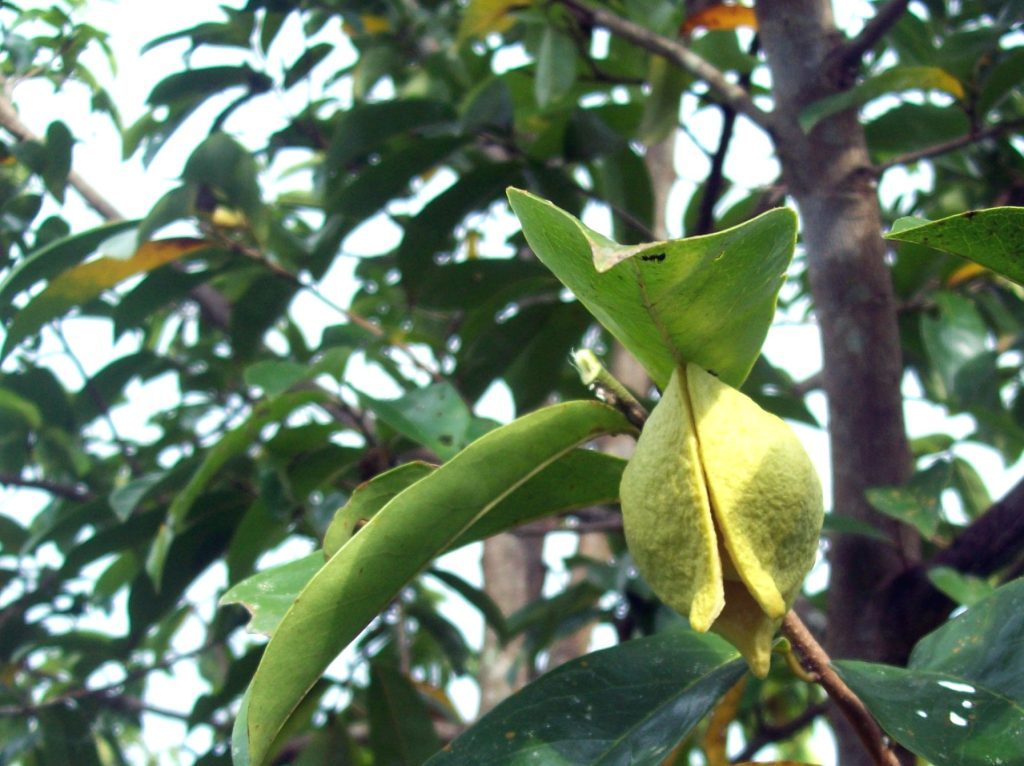 Guyabano flower growing on an Annona muricata tree