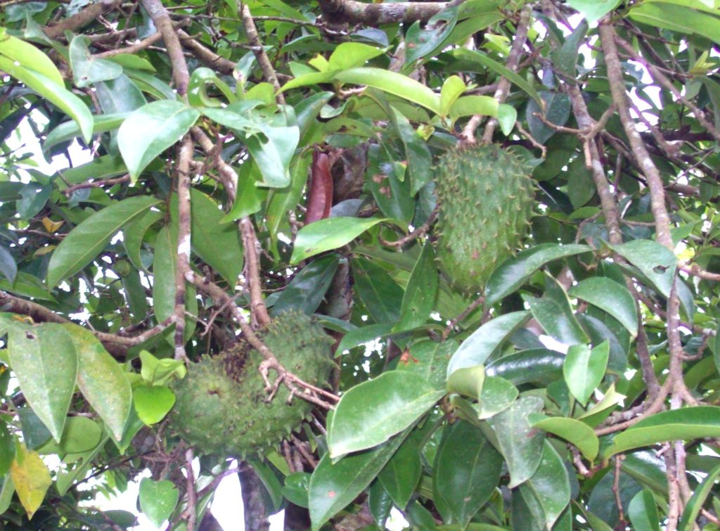Guyabano fruits growing naturally on a tree