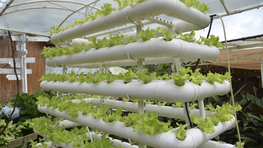 Hydroponic Vegetable Gardening: Growing Crops Without Soil