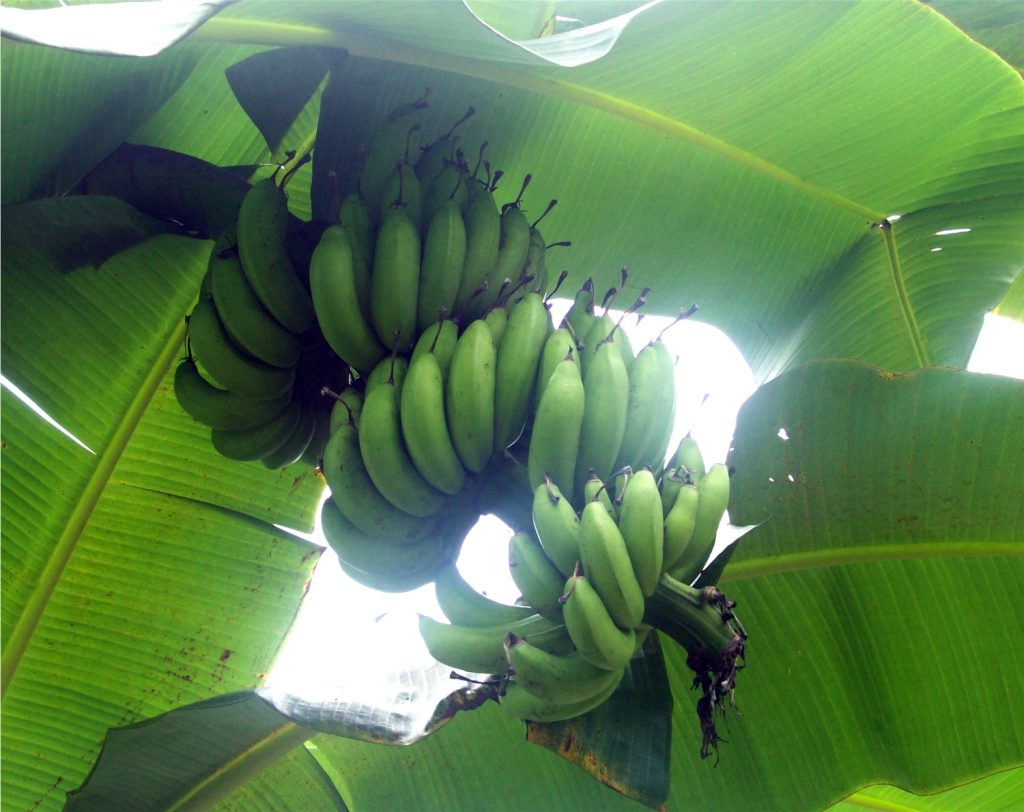 Lakatan banana variety grown in the Philippines