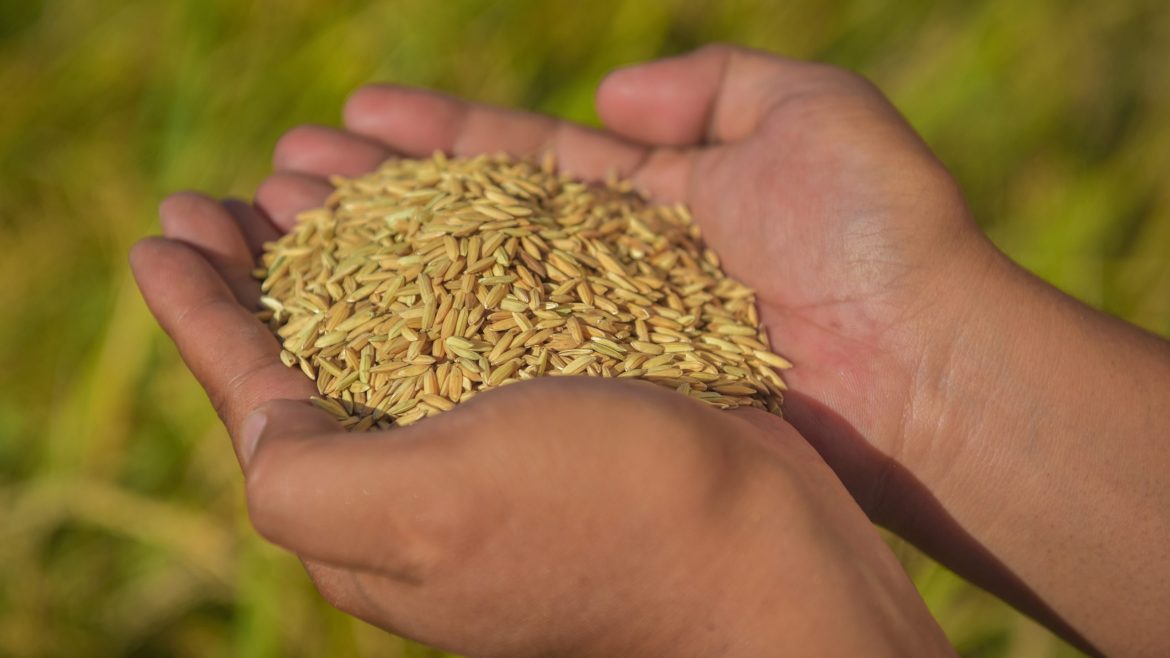 Hands holding Malusog 1 golden rice grains