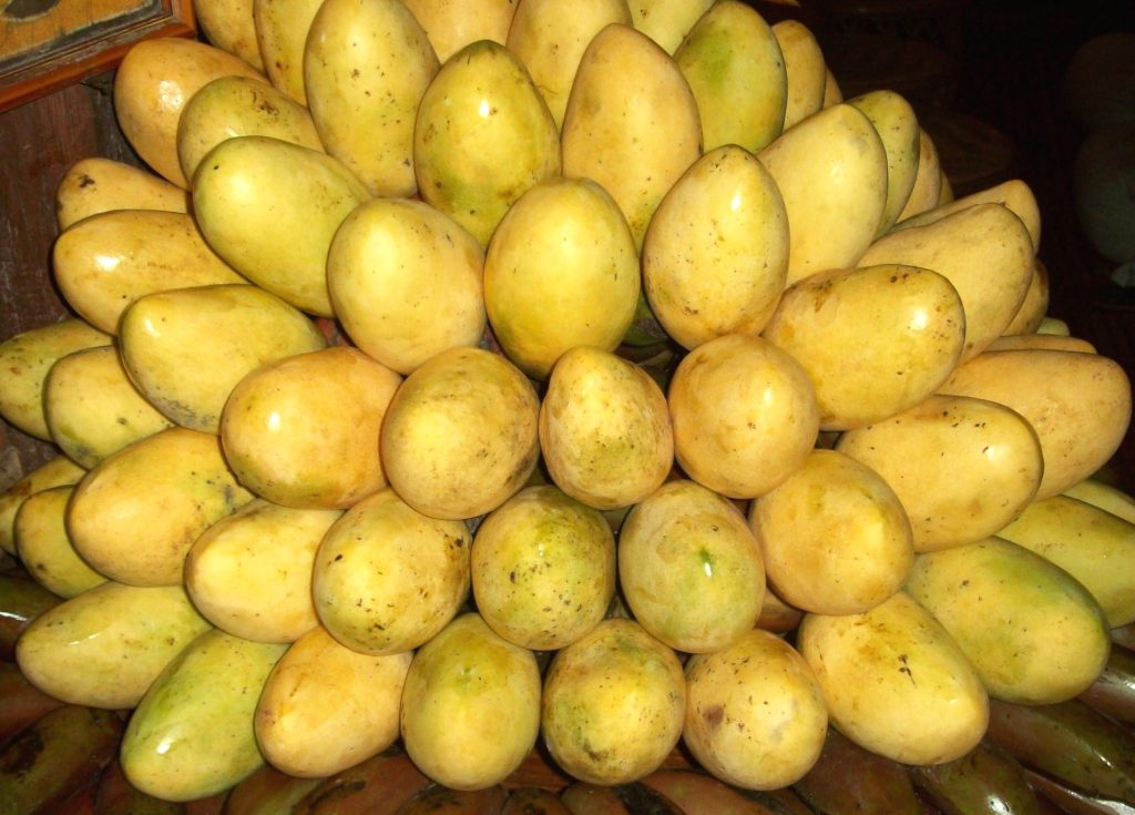 Pile of freshly harvested Philippine mango fruits ready for distribution