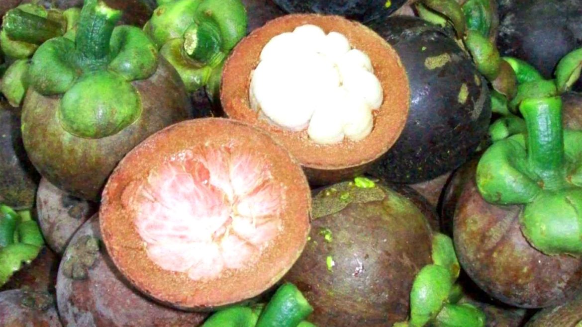 Ripe mangosteen fruit with thick purple rind and green leafy cap