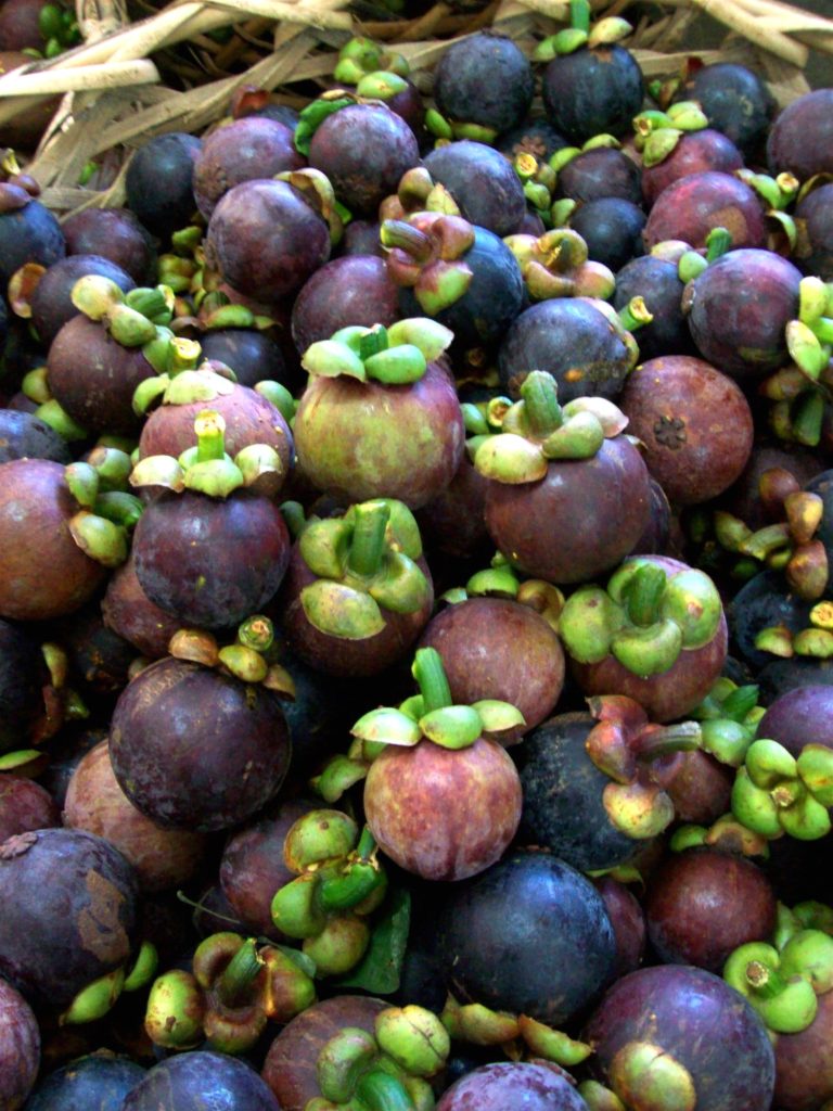 Pile of freshly harvested mangosteen fruits with green stems
