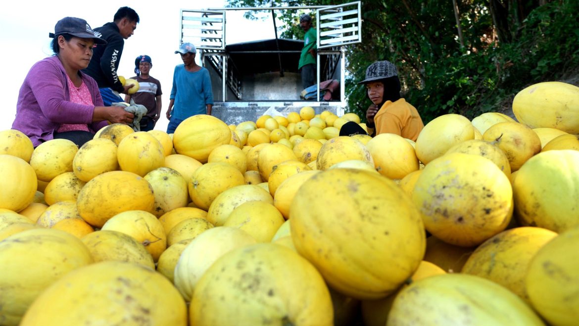 Fresh golden melons displayed and prepared for selling in a Philippine market.