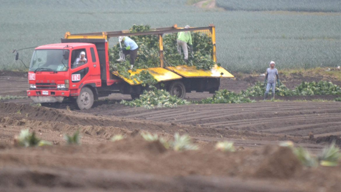 Monoculture farming practice showing large-scale crop production and its impact on biodiversity