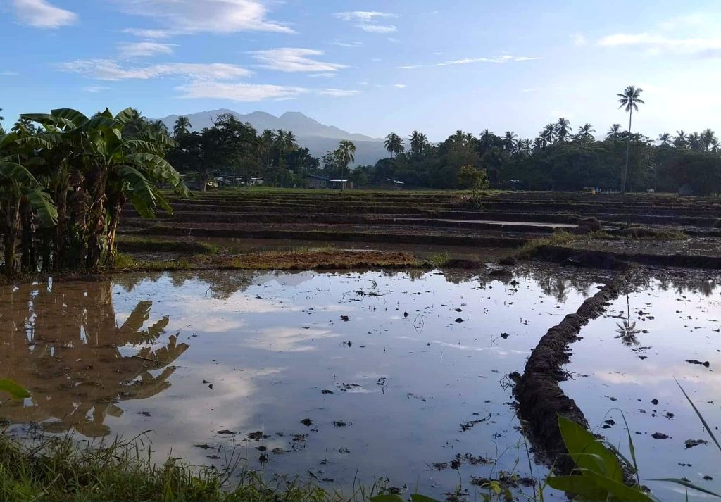 Mount Apo, the highest peak in the Philippines, reflected on flooded farmland near Davao City.