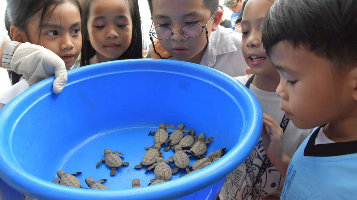 Pawikan hatchlings being protected during a marine turtle conservation program