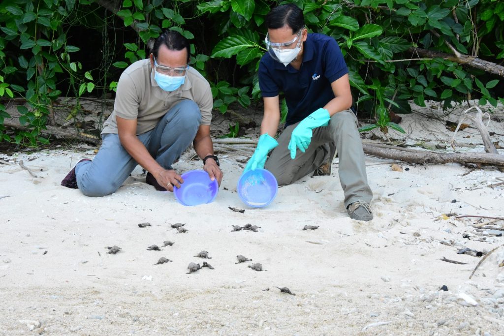 Pawikan being released back into the sea as part of marine turtle conservation activities