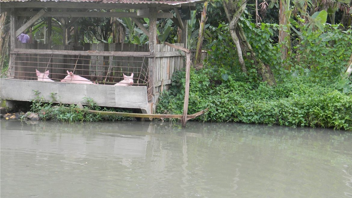Pig-fish integration system showing pig pens built along a fishpond embankment