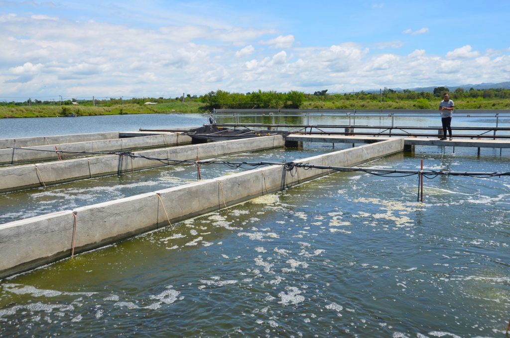 Raceway ponds used for intensive tilapia farming in the Philippines