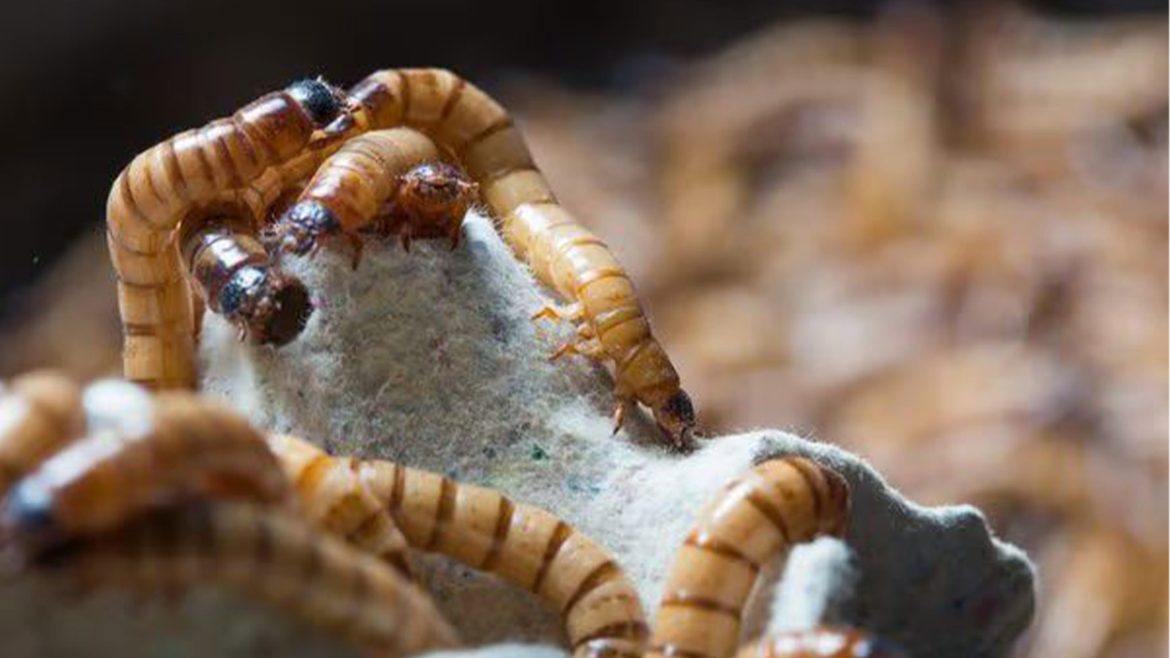 Rearing superworms as raw material for superworm snack production