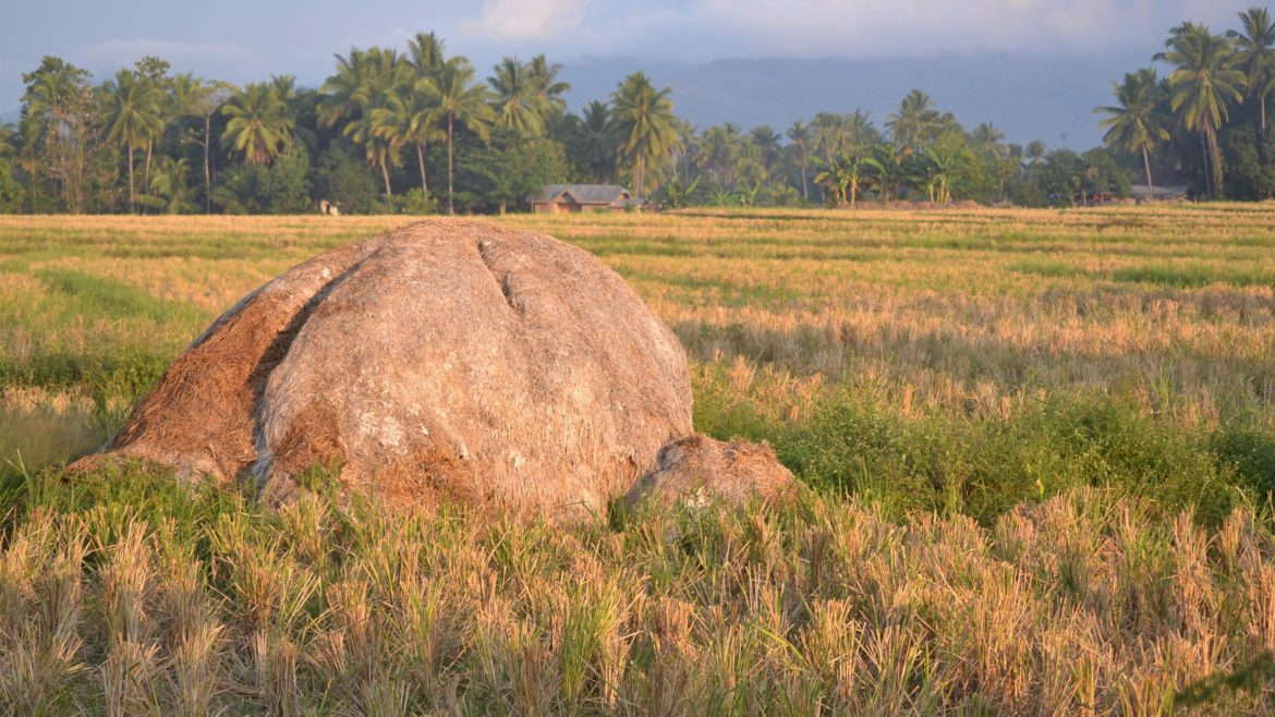 Rice straw piled in a field, which can release methane and contribute to climate change during decomposition.