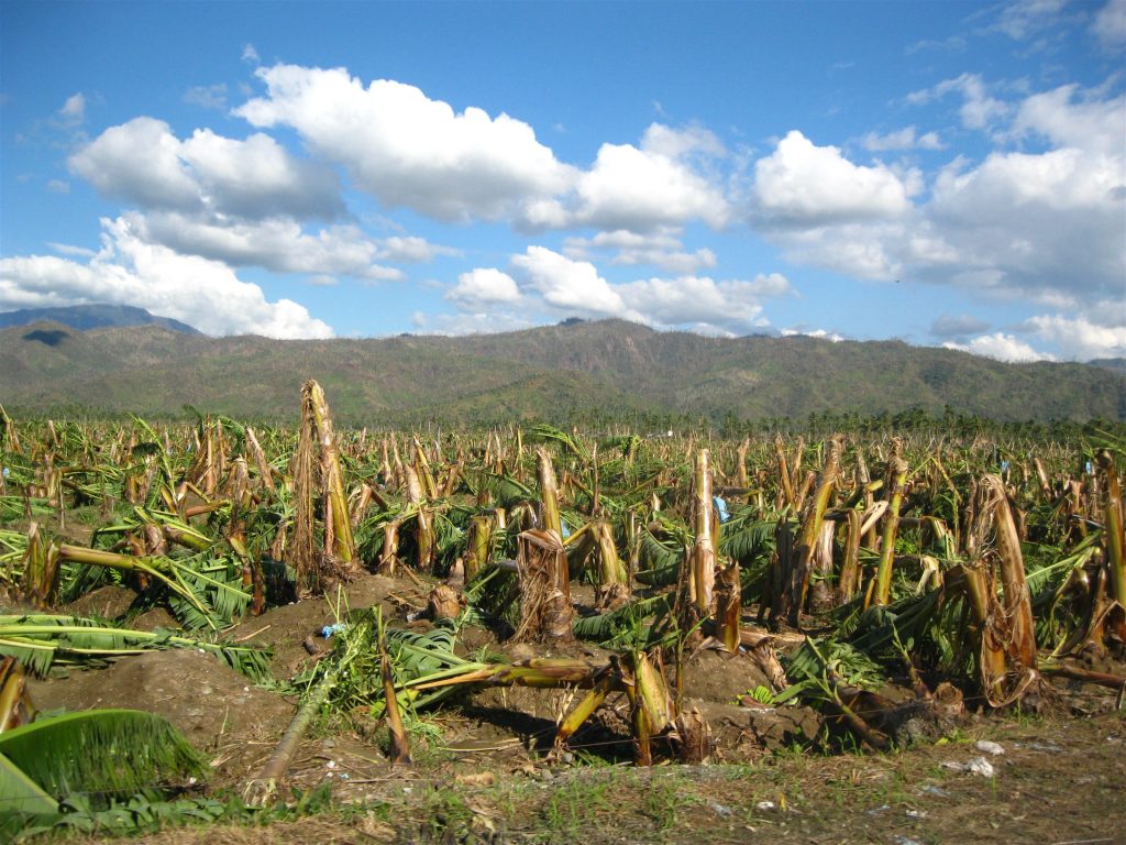 Damaged farmland and uprooted crops caused by stronger typhoons in the Philippines.