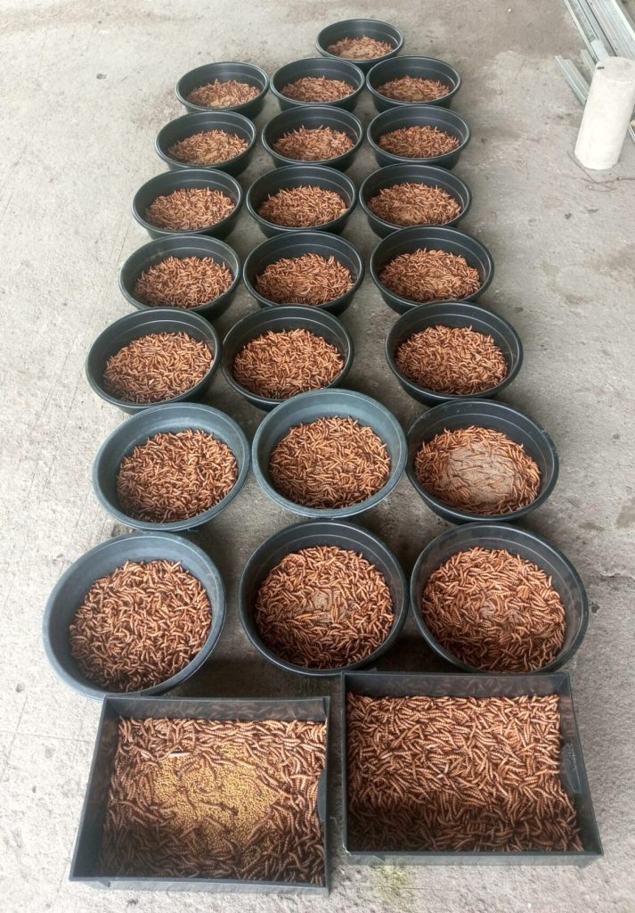 Superworm colonies raised for sustainable superworm snack production