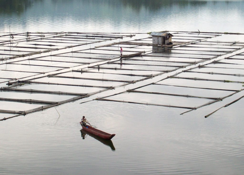 Tilapia cages used in freshwater aquaculture in the Philippines