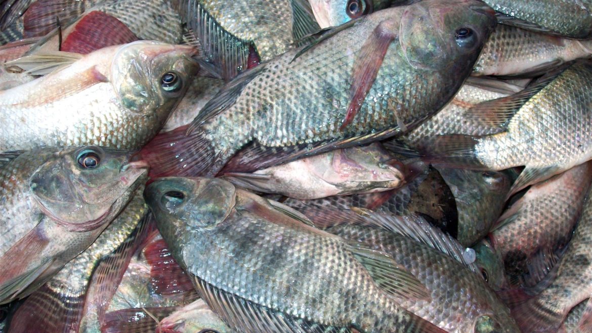 Freshly harvested tilapia fish from Philippine aquaculture farms