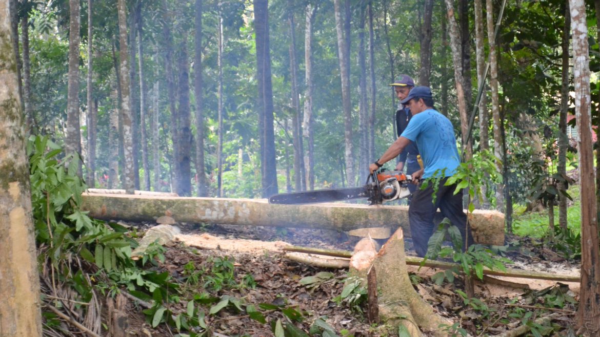 Trees being cut during forest clearing and land use activities
