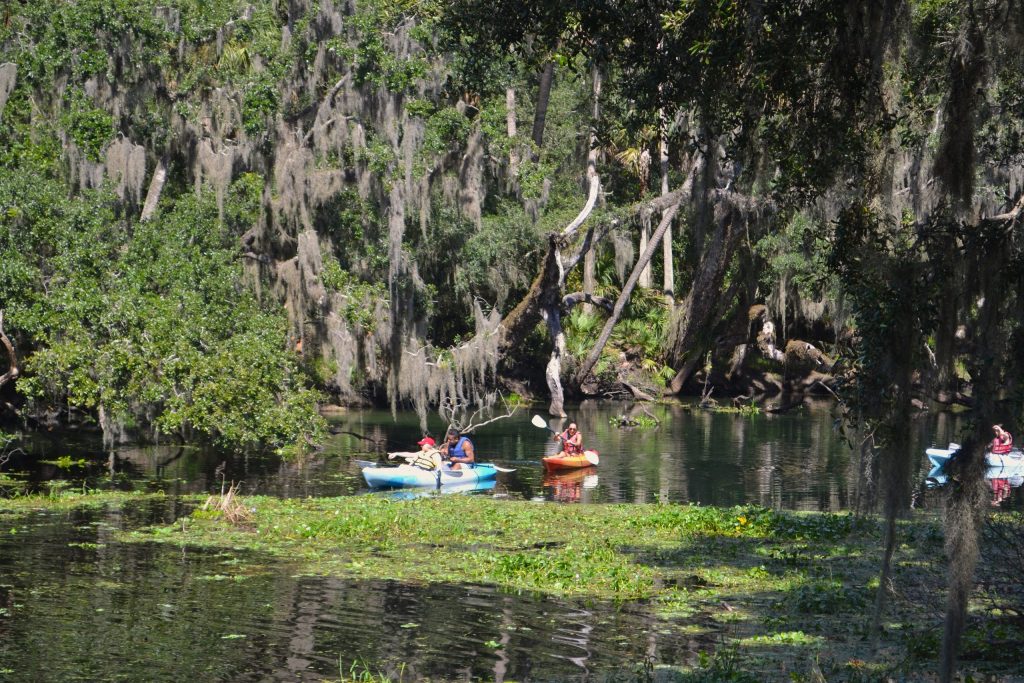 Urban trees growing along city streets and residential areas