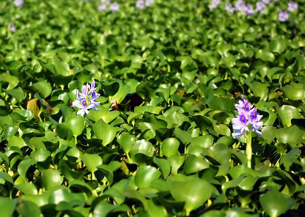 Dense water hyacinth plants floating on water, commonly used for biogas production research.