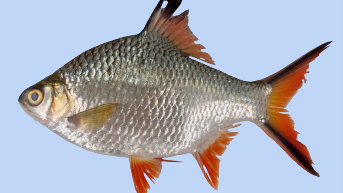 Barbonymus schwanenfeldii, an alien fish species confirmed in Laguna de Bay