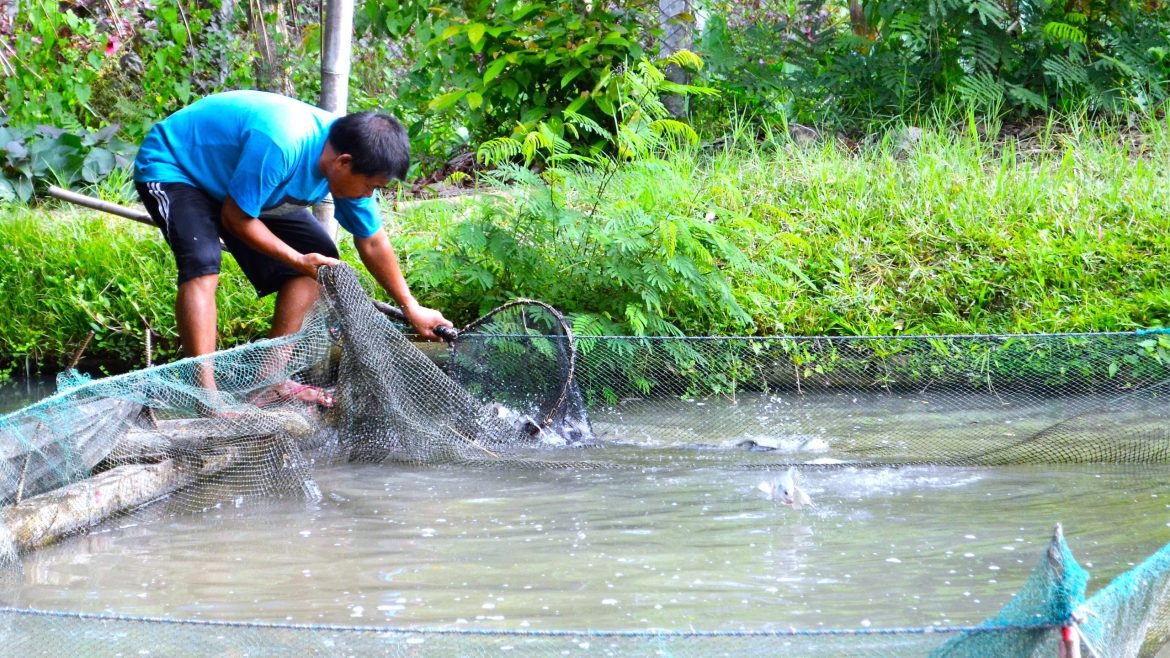 A fish farmer harvests tilapia from a pond in the Philippines