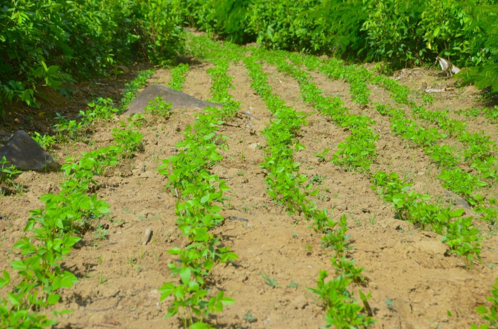 seed production process at Mindanao Baptist Rural Life Center