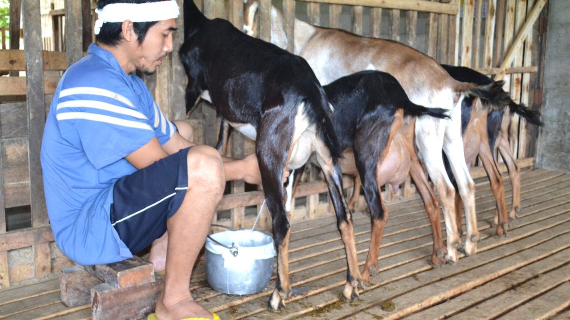 farmer milking dairy goats at Mindanao Baptist Rural Life Center