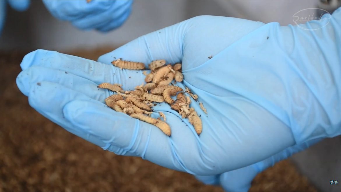 Black soldier fly larvae used for organic waste management